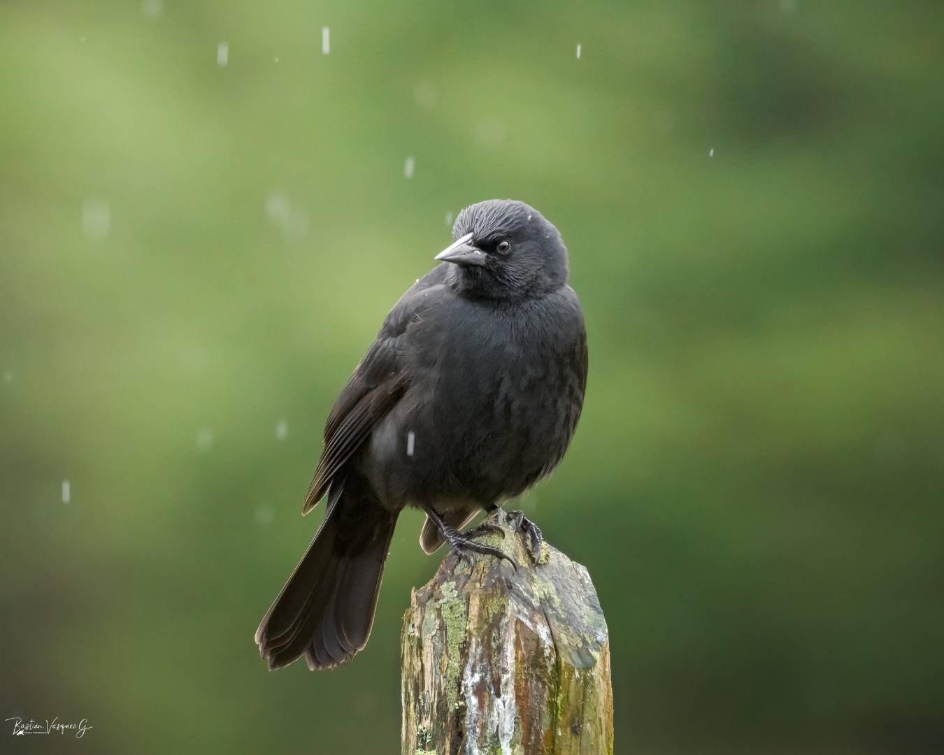 Edición en Lightroom para fotografía de aves